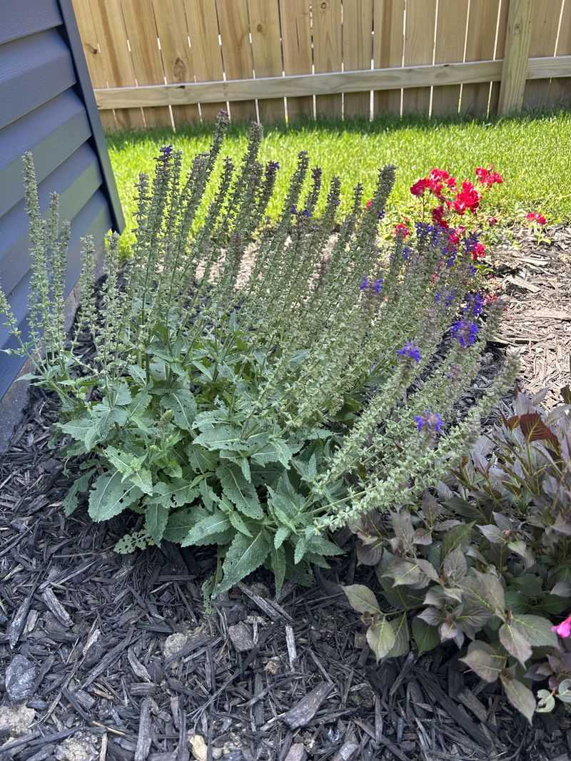 Not Enough Sun Can Leave Stems Tall And Loose Not Enough Sun Can Leave Stems Tall And Loose