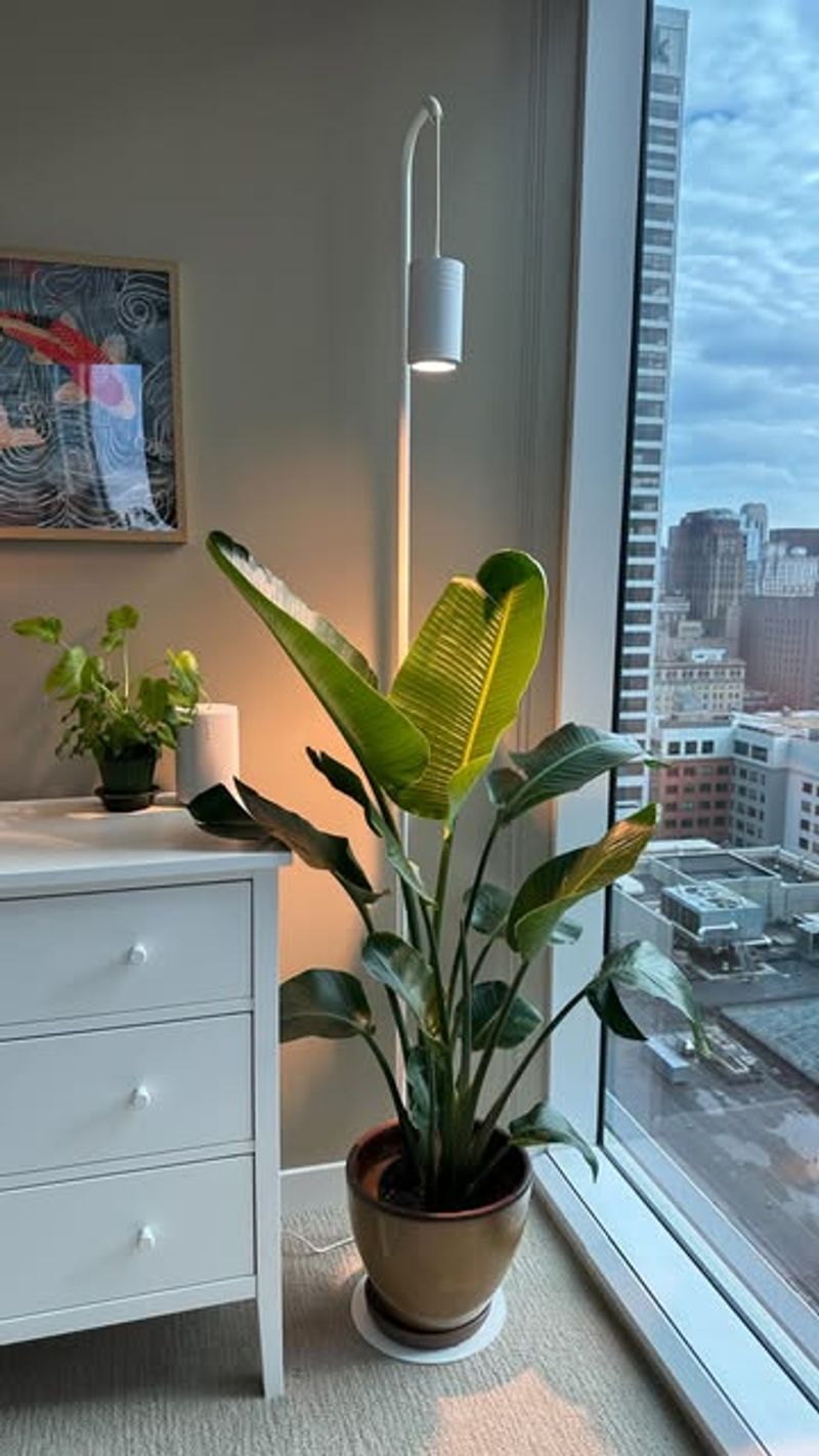 Not Enough Sunlight