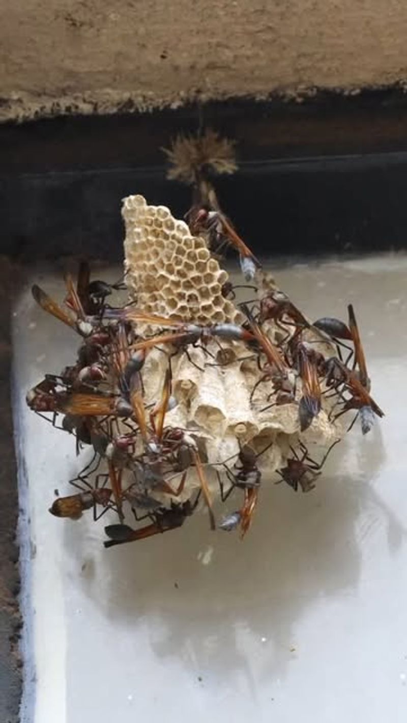 Not Every Nest Needs To Be Removed Not Every Nest Needs To Be Removed