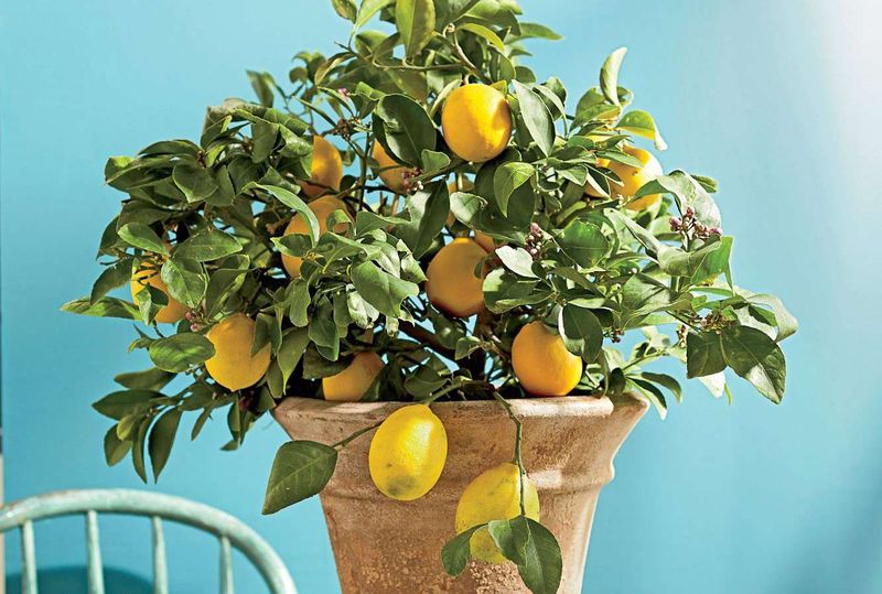 Not Every Pretty Pot Will Produce Heavy Fruit