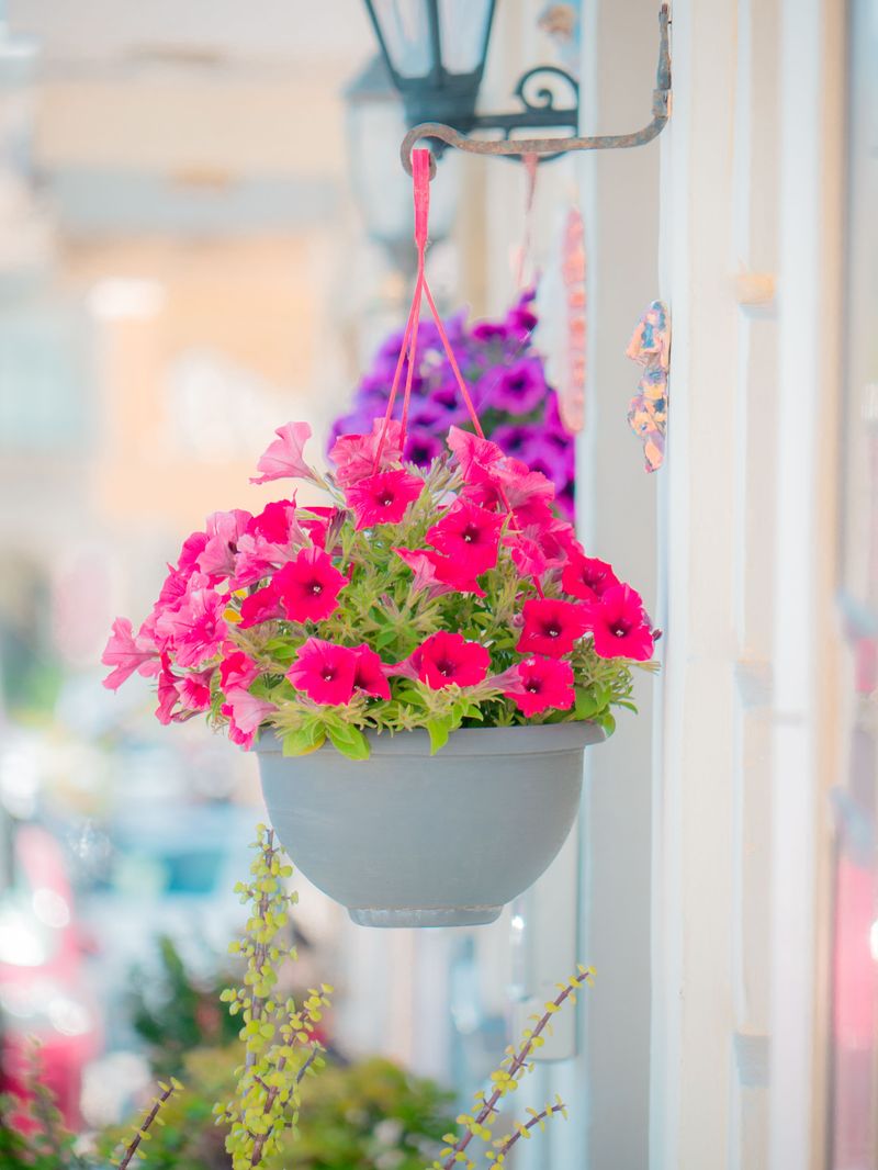 Not Fertilizing Container Petunias Frequently Enough Not Fertilizing Container Petunias Frequently Enough