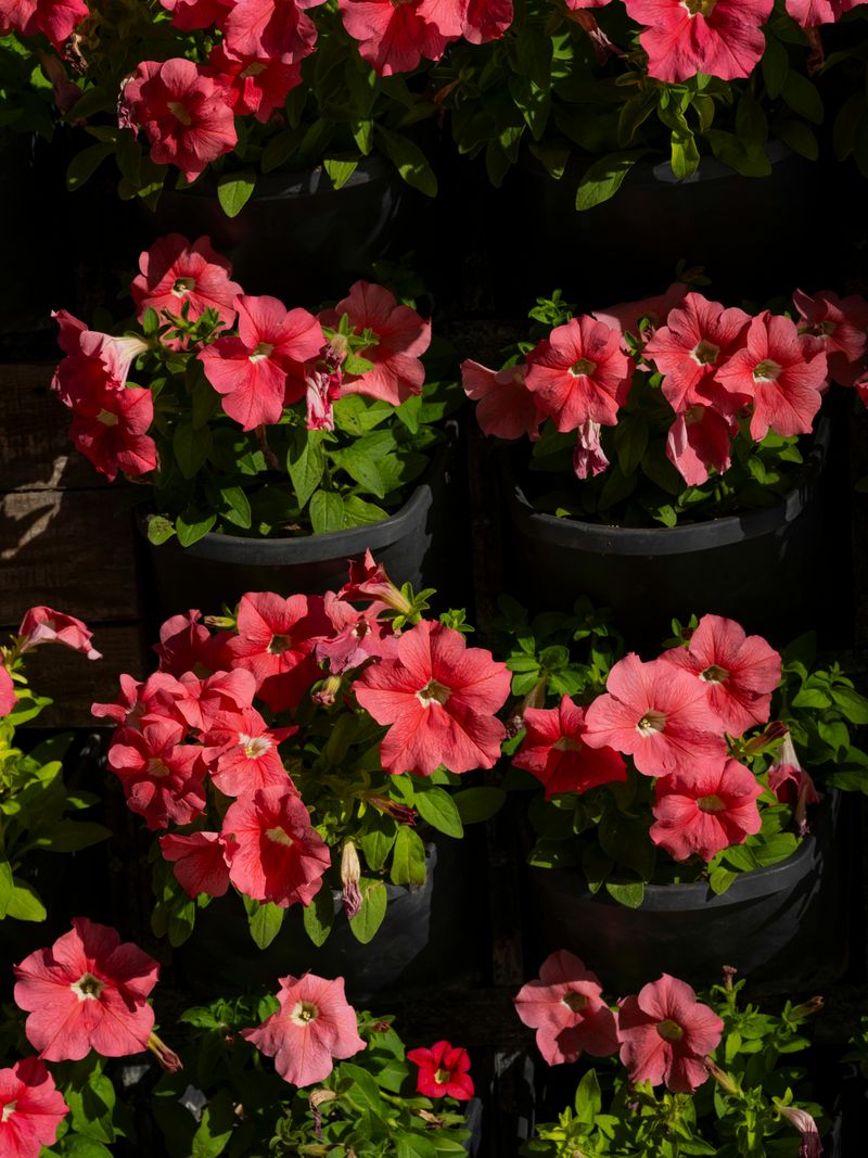 Not Rotating Planting Locations Year To Year