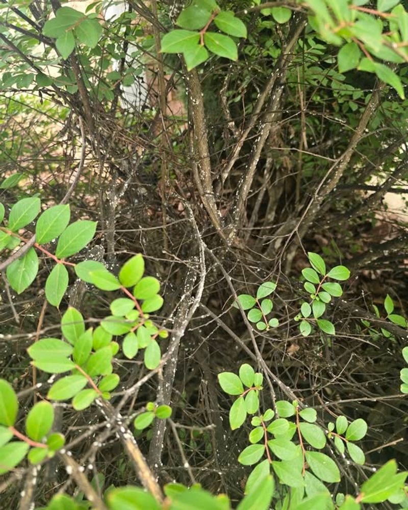 Not Thinning Interior Branches Not Thinning Interior Branches