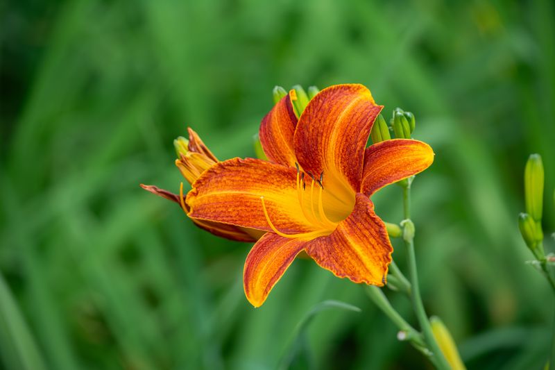 Note Which Varieties Are Reblooming Note Which Varieties Are Reblooming