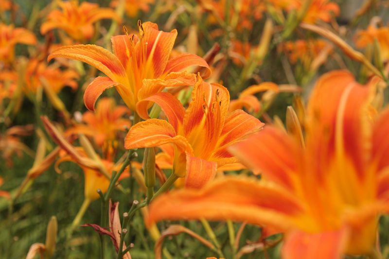 Note Which Varieties Perform Best In The Heat