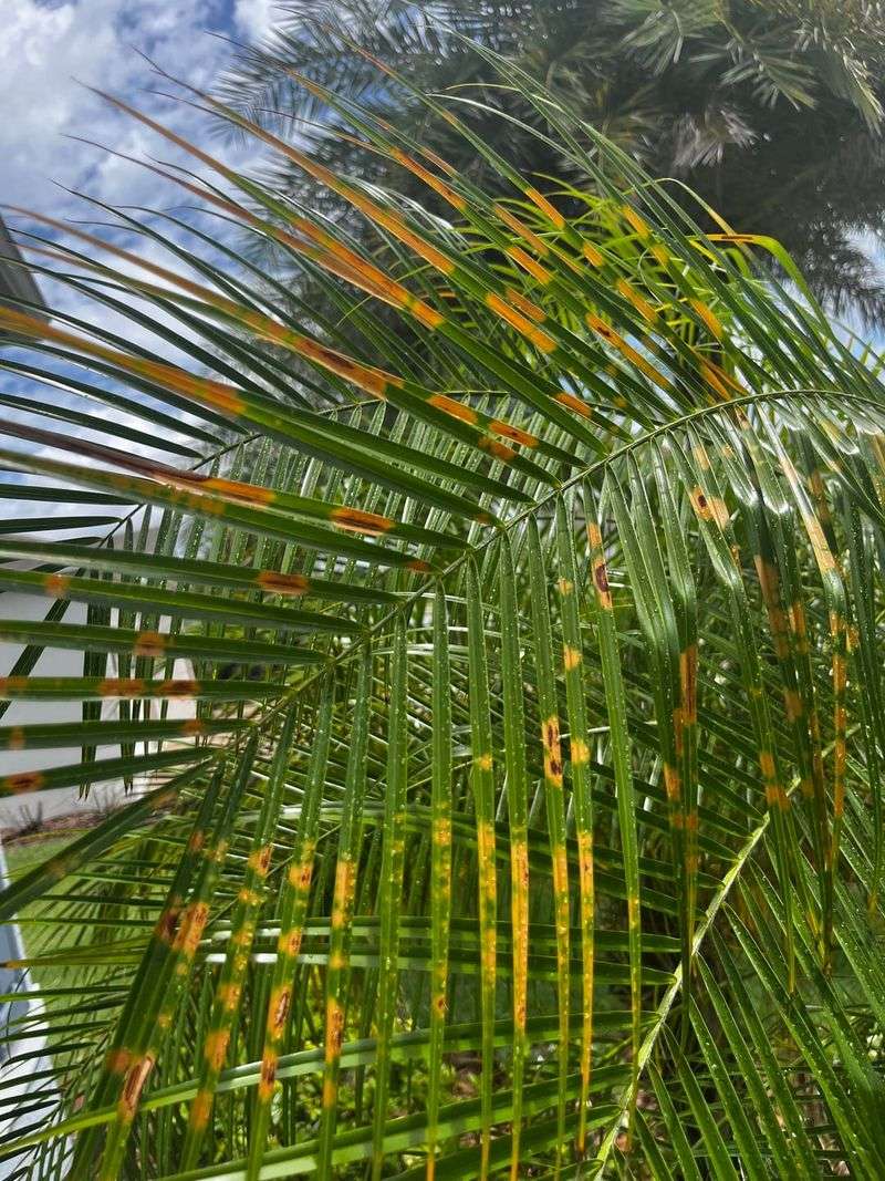Notice Iron Issues On New Fronds Notice Iron Issues On New Fronds