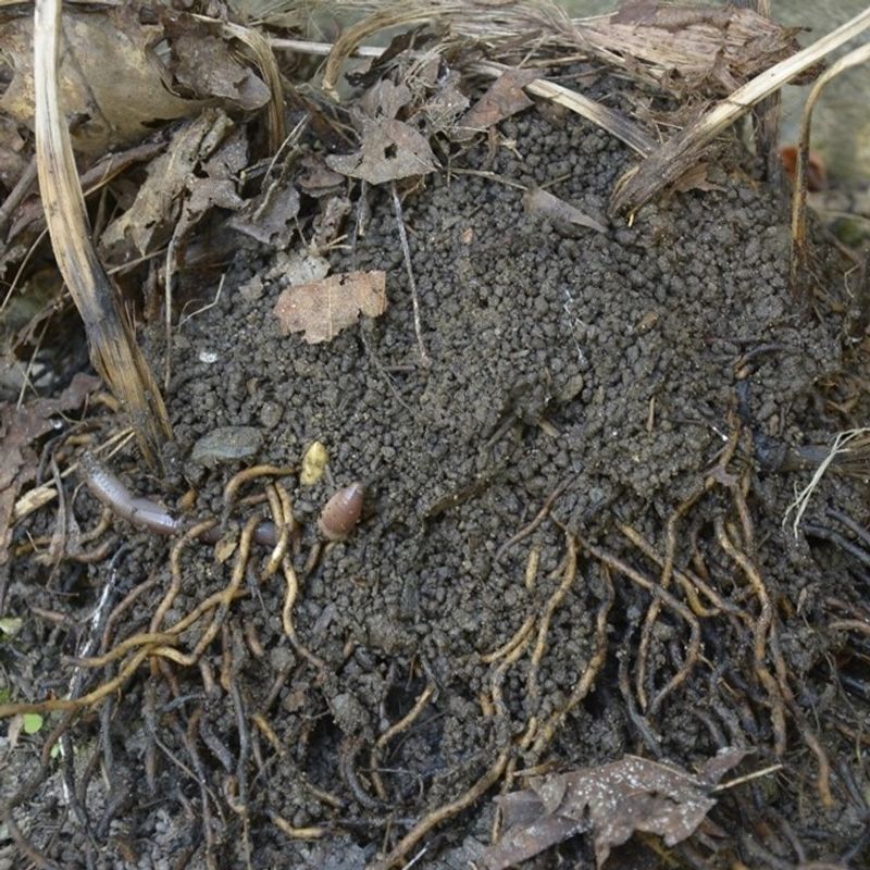 Notice Mulch That Disappears Faster Than Usual