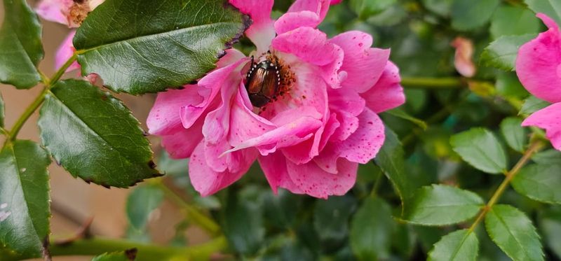 Notice Ragged Petals Overnight