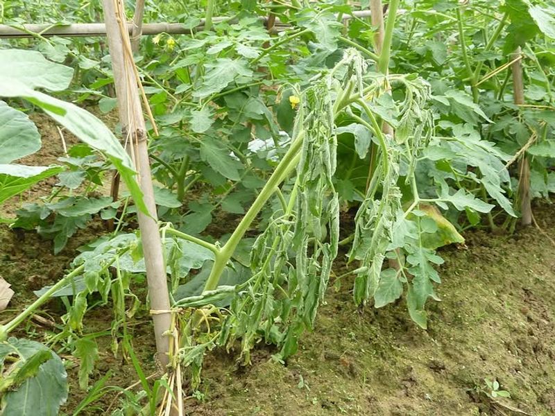 Notice Wilting During Midday Heat