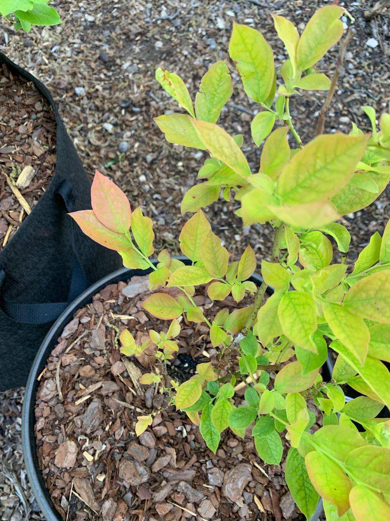 Notice Yellow Leaves And Weak Fruit Notice Yellow Leaves And Weak Fruit