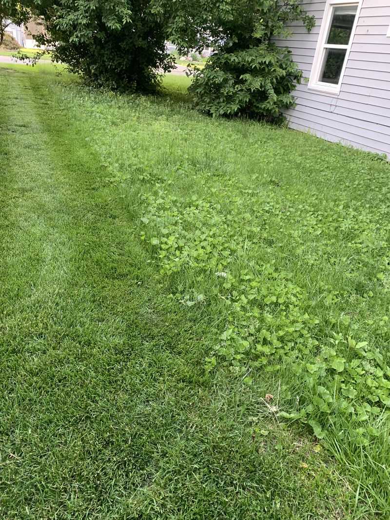 Noxious Weeds Must Be Cut Before They Spread Or Seed