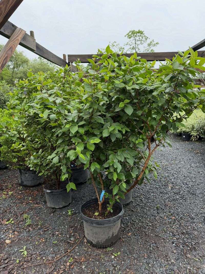Nurseries Do Not Always Put It Front And Center Nurseries Do Not Always Put It Front And Center