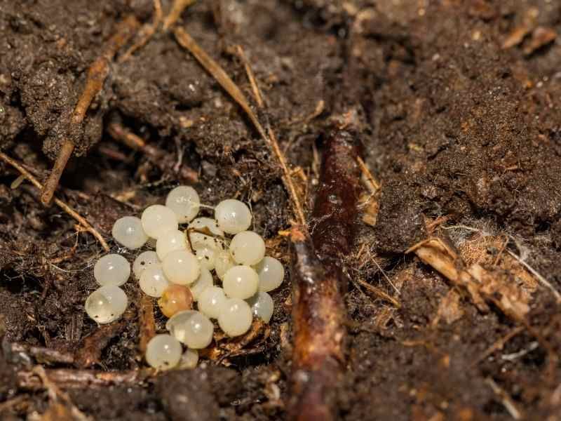 Nursery Plants And Soil Can Help Slugs Spread