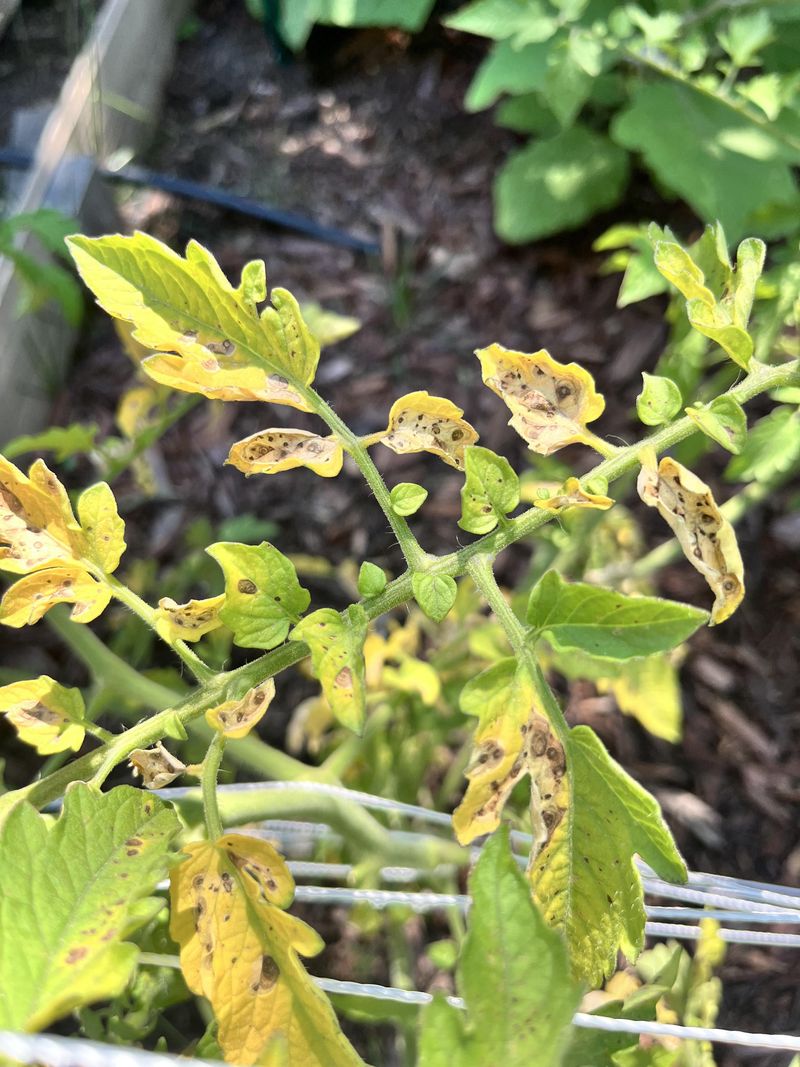 Nutrient Deficiencies That Show Up First On The Leaves