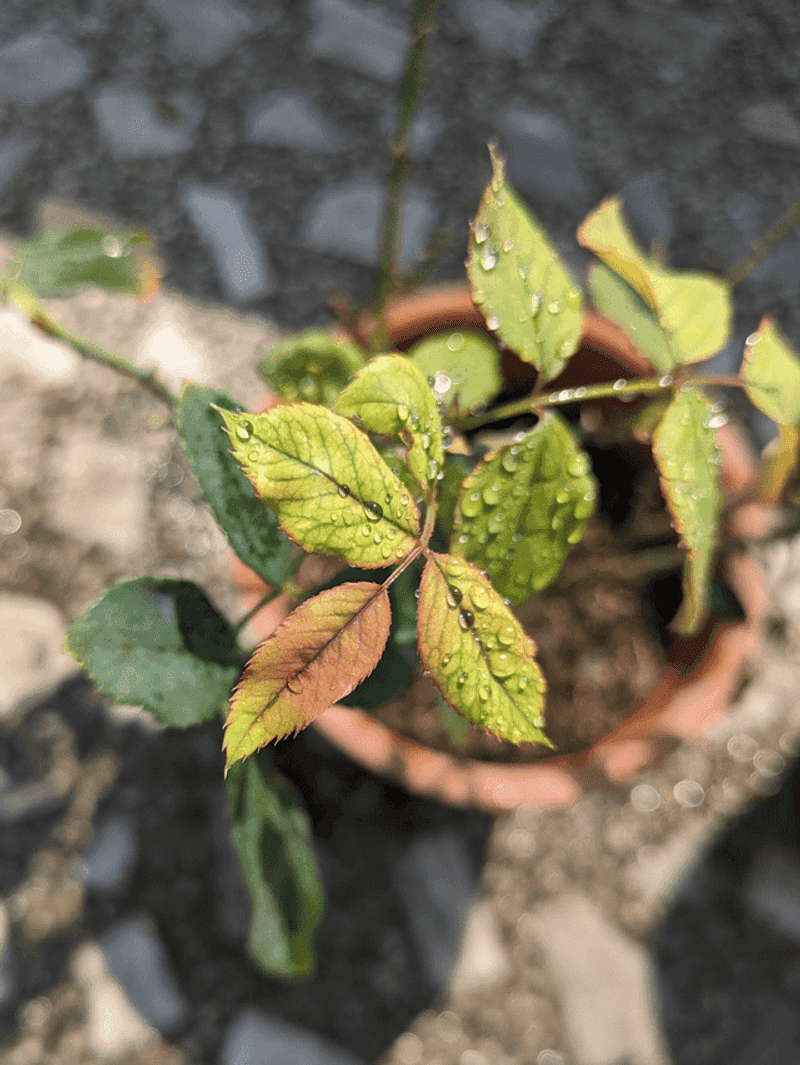 Nutrient Deficiencies That Show Up In The Soil Nutrient Deficiencies That Show Up In The Soil