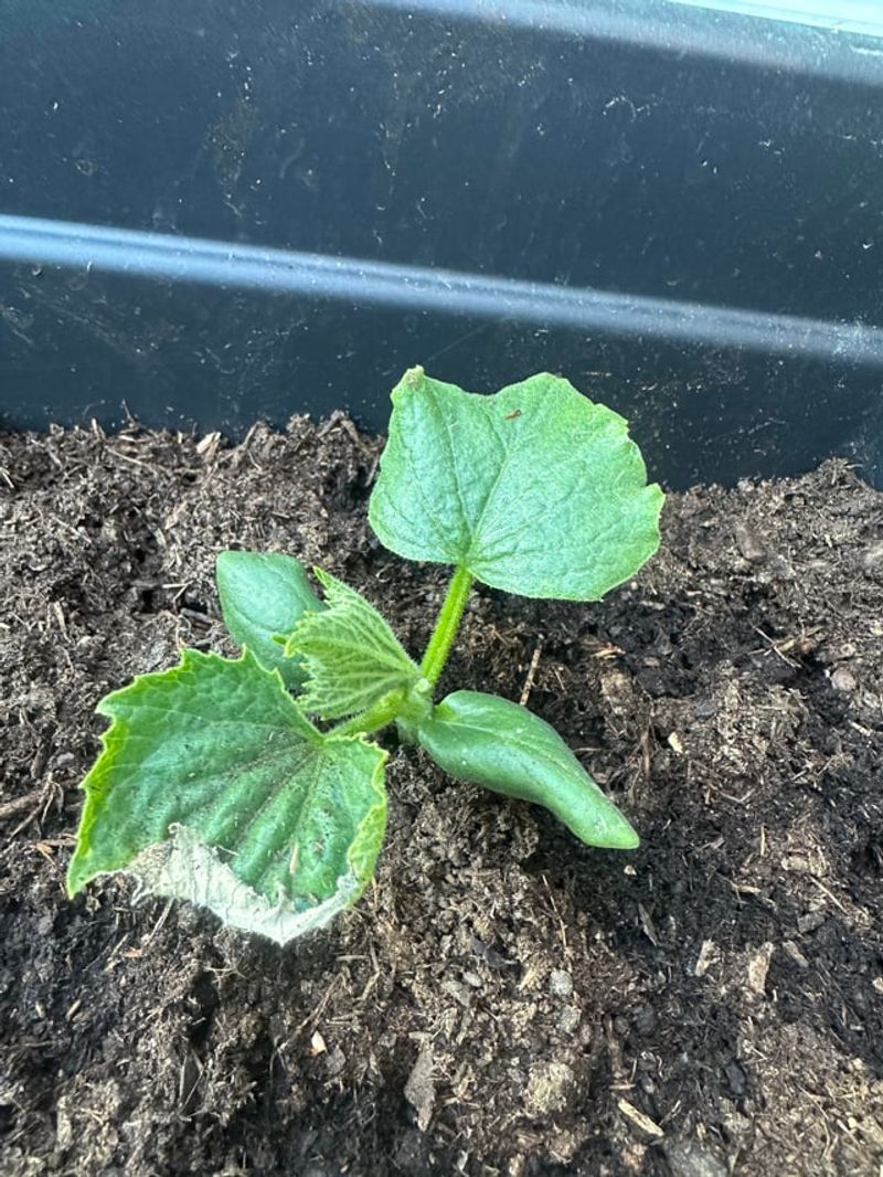 Nutrient-Depleted Soil That Stalls Seedlings Immediately Nutrient-Depleted Soil That Stalls Seedlings Immediately