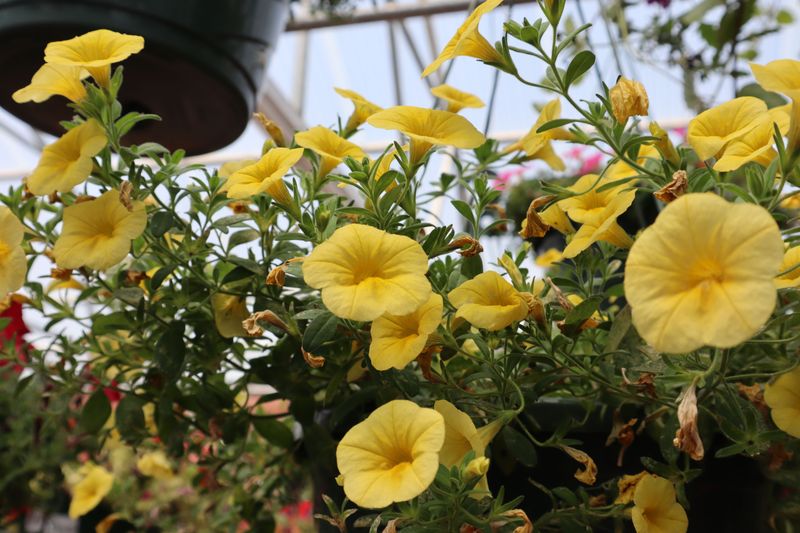 Nutrient Depletion Is The Most Common Cause Of Smaller Blooms Nutrient Depletion Is The Most Common Cause Of Smaller Blooms