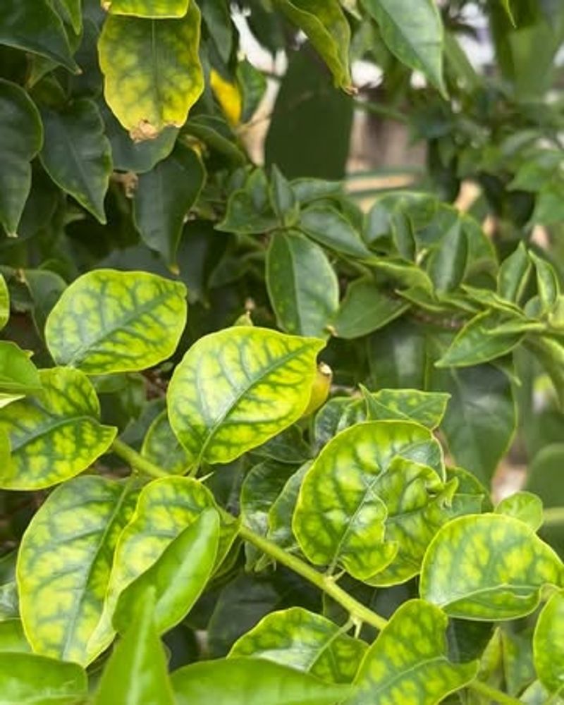 Nutrient Gaps Appear On Fresh Leaves