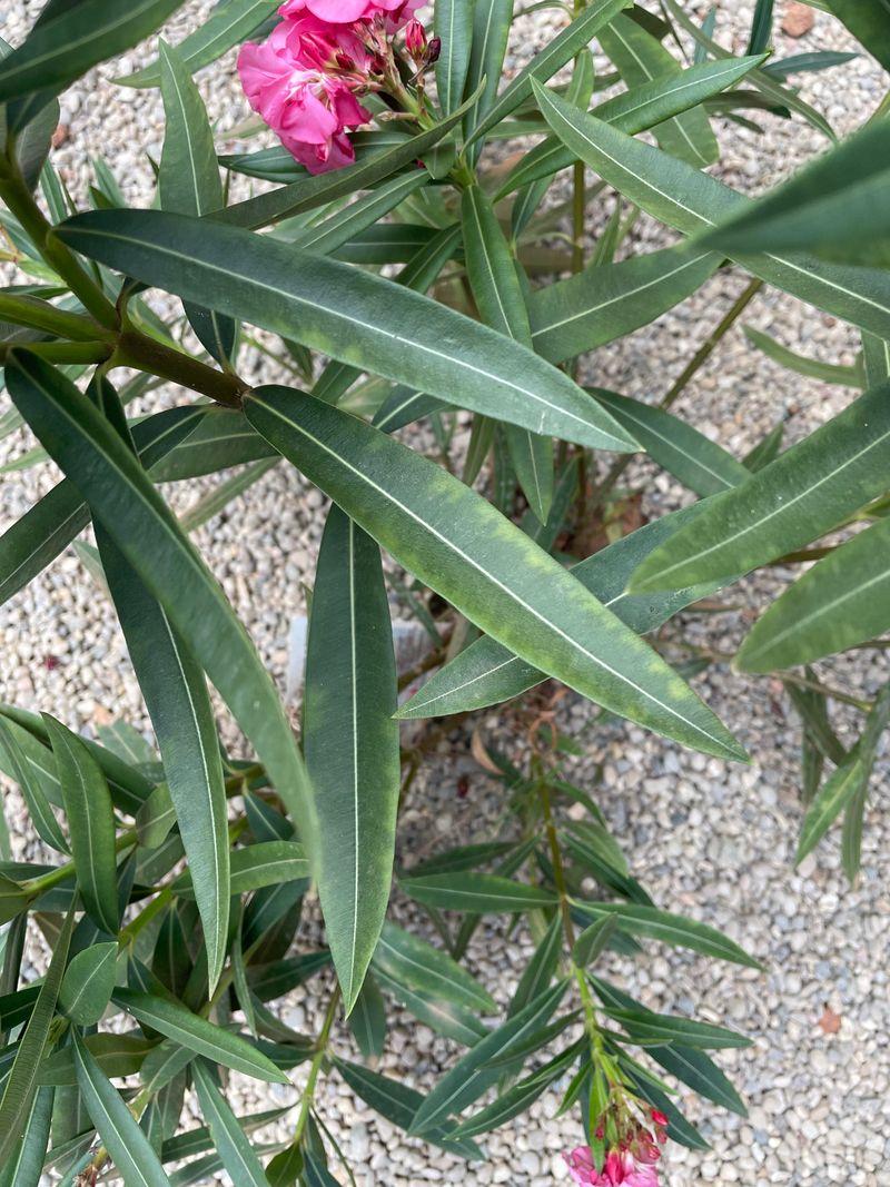 Nutrient Problems Need Testing