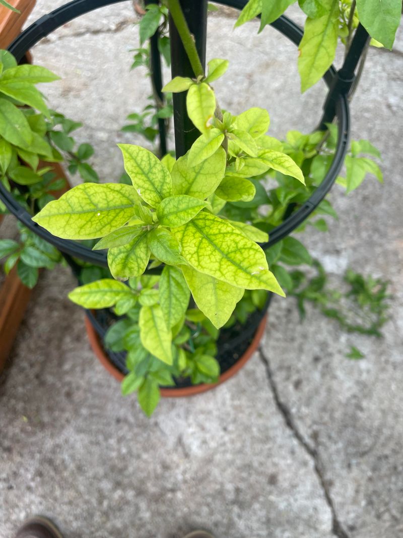 Nutrient Uptake Is Poor In Containers Or High-PH Soil