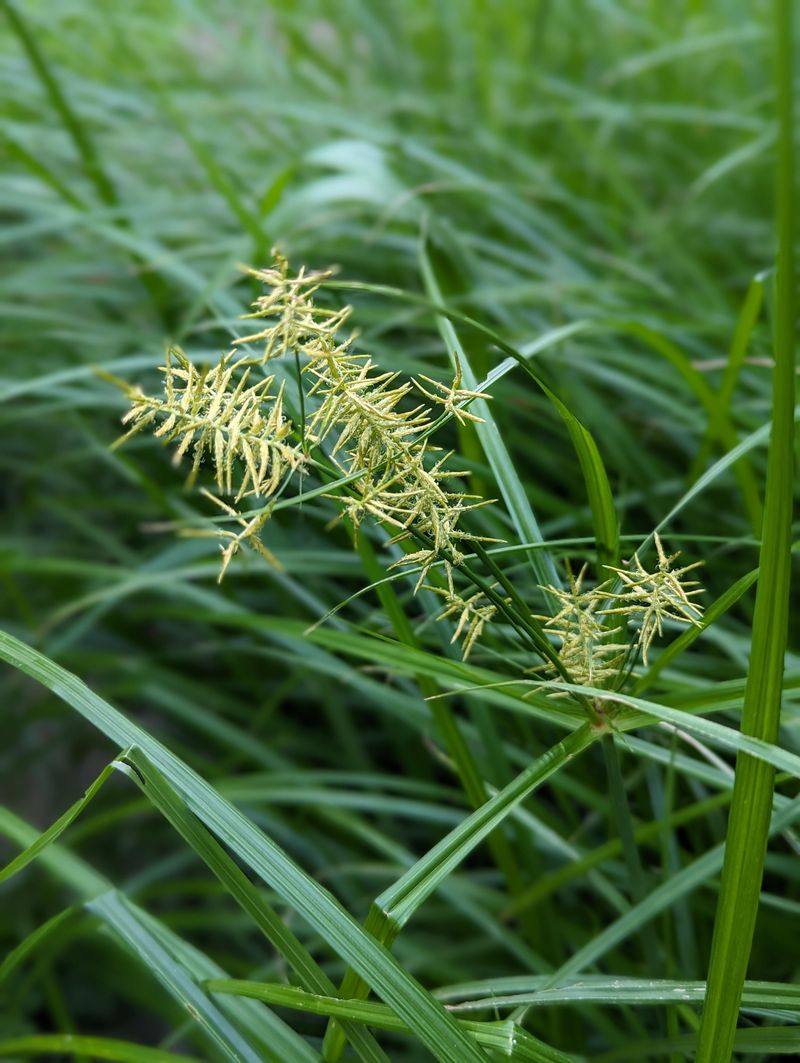 Nutsedge Pretends To Be Innocent Grass In Damp Soil