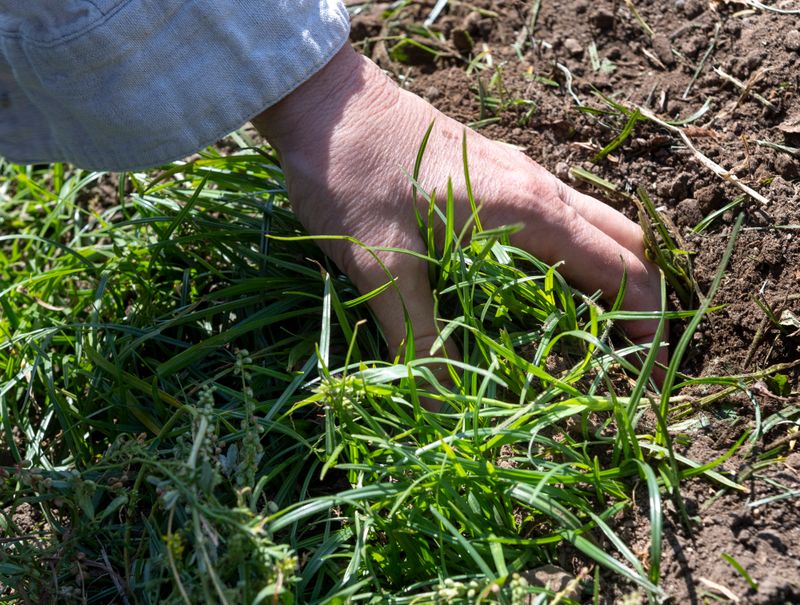Nutsedge Shoots Up Fast In July Heat