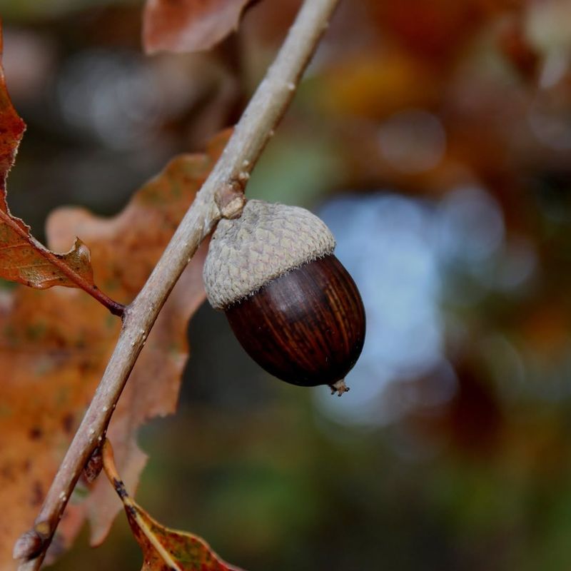 Oak Acorn Caching Becomes More Relevant Later