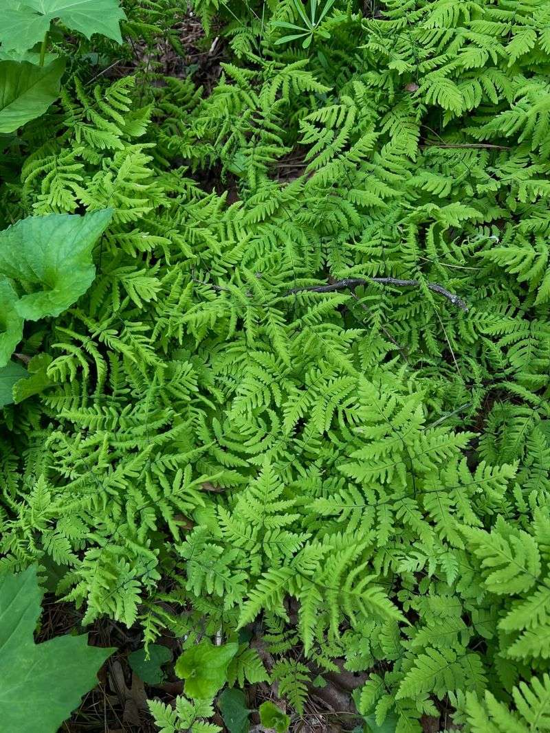 Oak Fern Adds Delicate Texture Under Oregon Trees Oak Fern Adds Delicate Texture Under Oregon Trees