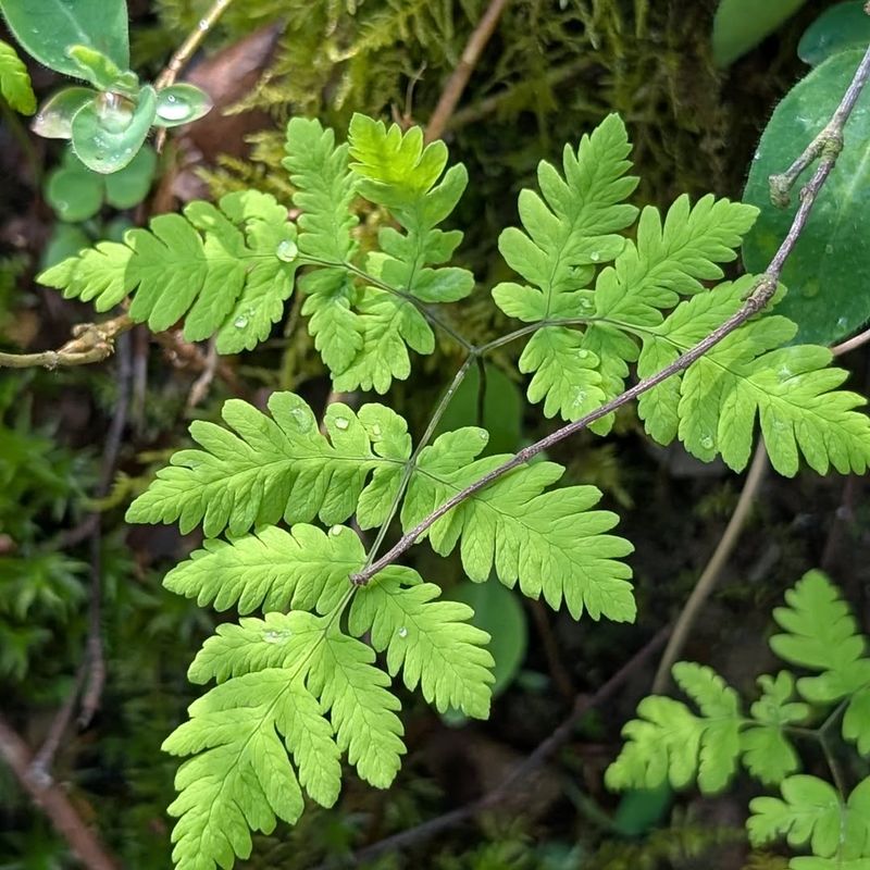 Oak Fern Spreads Lightly Through Cool Woodland Soil Oak Fern Spreads Lightly Through Cool Woodland Soil