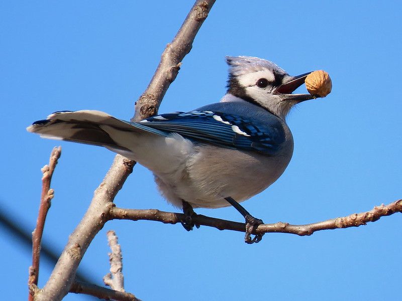 Oak Trees Make A Yard More Attractive To Blue Jays
