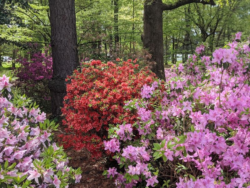 Oaklawn Garden Oaklawn Garden