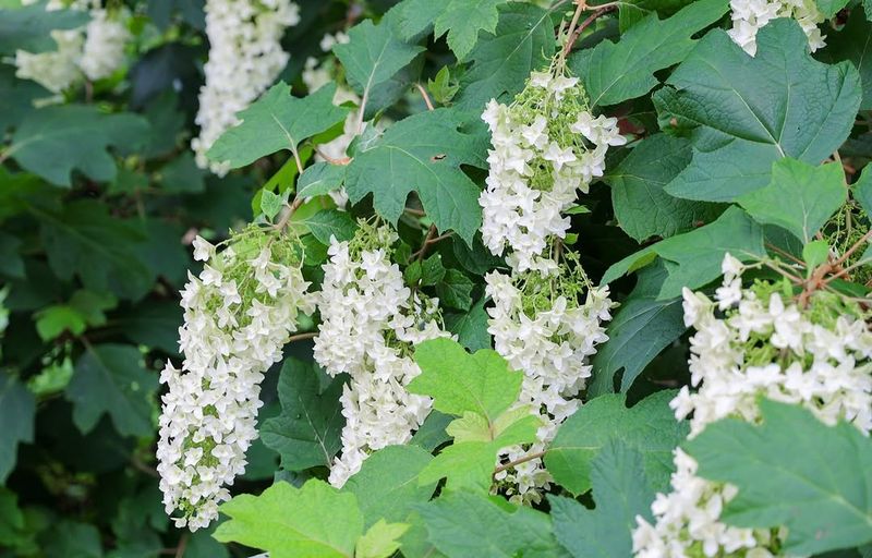 Oakleaf Hydrangea 