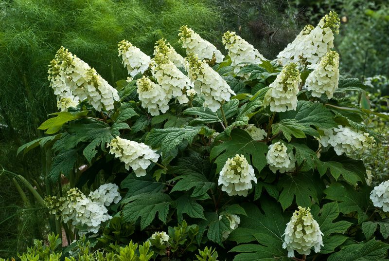 Oakleaf Hydrangea Adds Native Seasonal Interest Oakleaf Hydrangea Adds Native Seasonal Interest