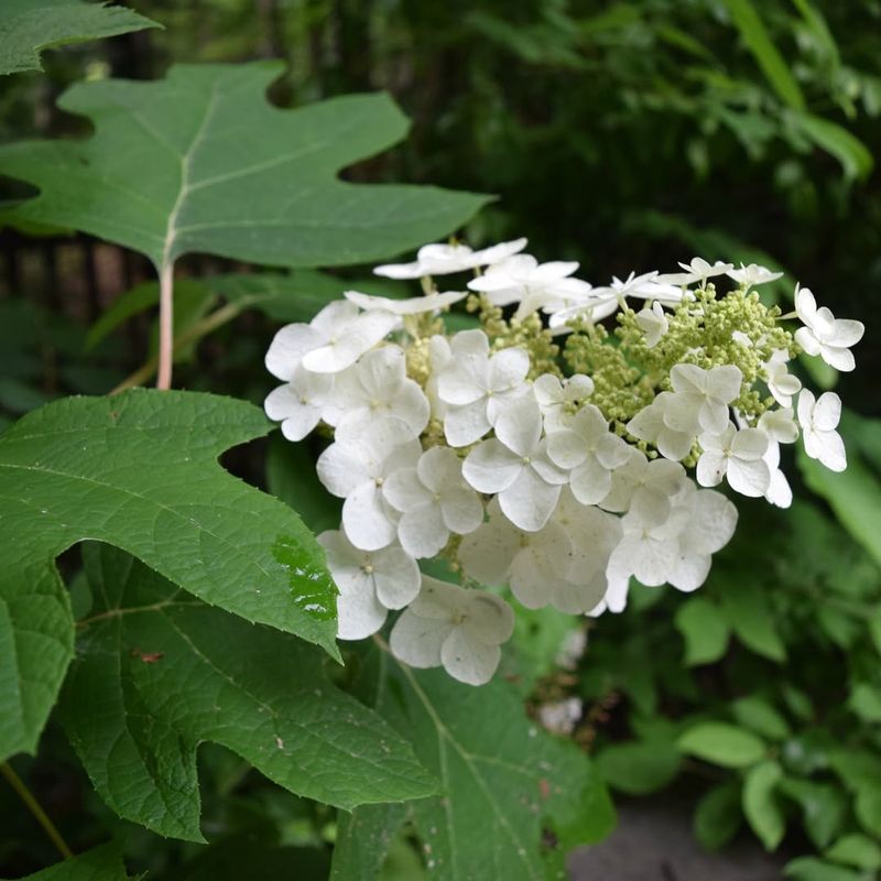 Oakleaf Hydrangea Creates Dense Seasonal Shade Oakleaf Hydrangea Creates Dense Seasonal Shade