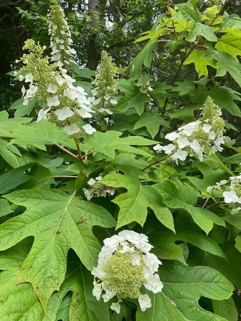 Oakleaf Hydrangea Creates Shelter At Ground Level