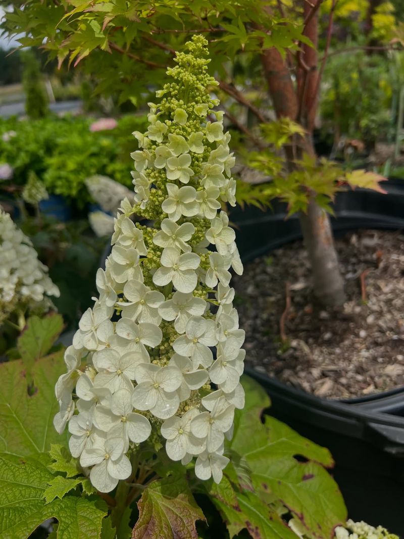 Oakleaf Hydrangea Forms Large Flower Clusters In Summer Oakleaf Hydrangea Forms Large Flower Clusters In Summer