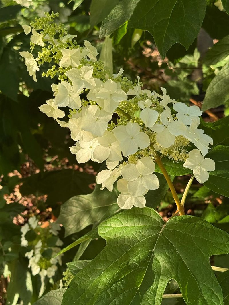 Oakleaf Hydrangea Handles Dry Shade With Ease Oakleaf Hydrangea Handles Dry Shade With Ease