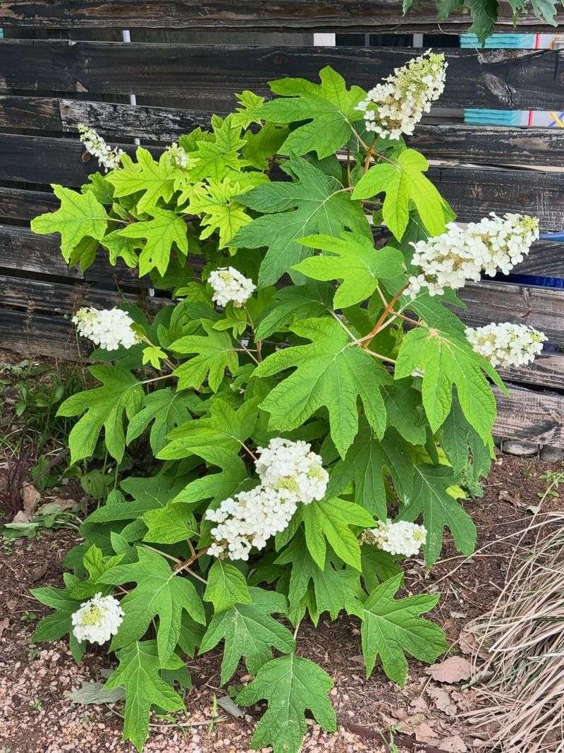 Oakleaf Hydrangea Handles Established Tree Roots Oakleaf Hydrangea Handles Established Tree Roots