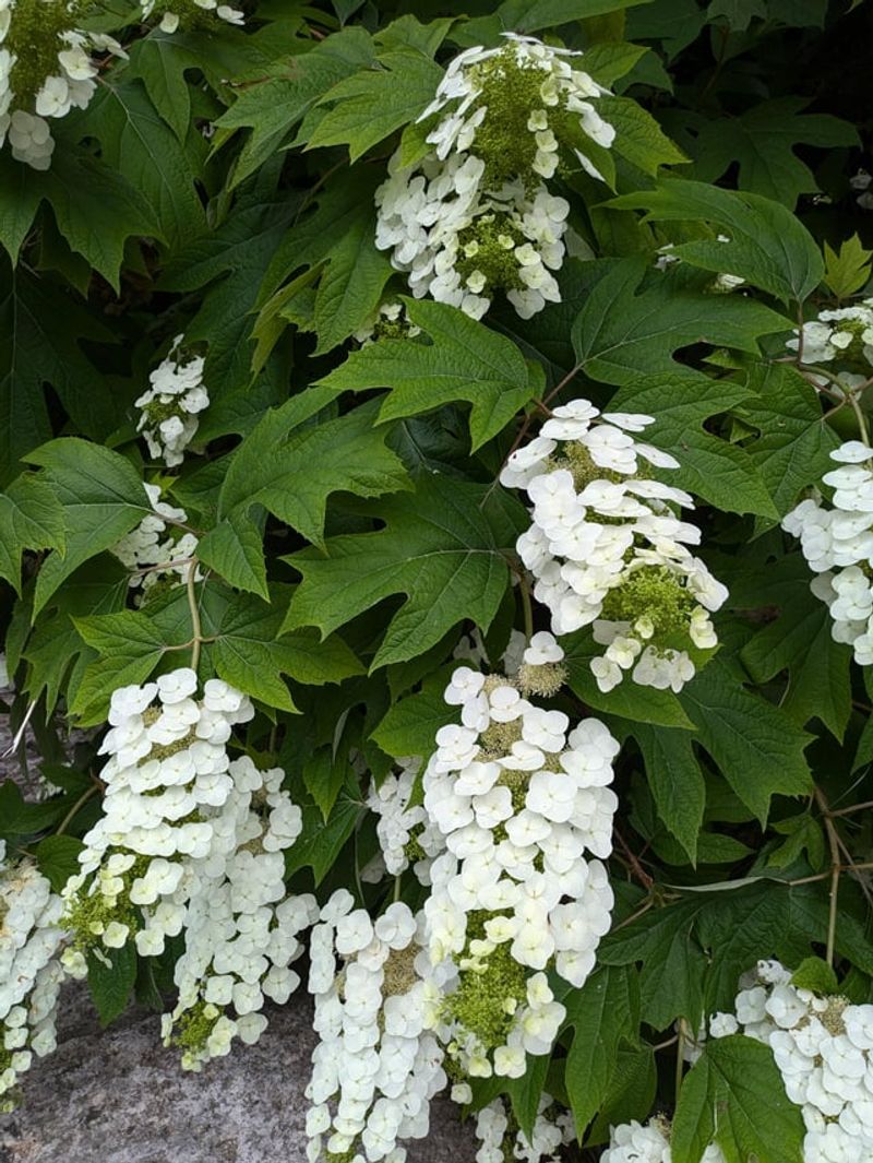 Oakleaf Hydrangea Keeps Its Full Look Through Summer