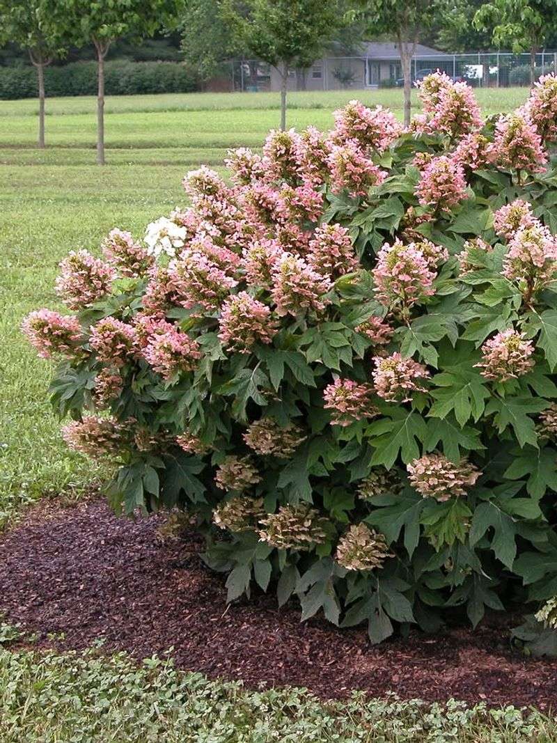 Oakleaf Hydrangea Makes Dry Shade Feel More Designed