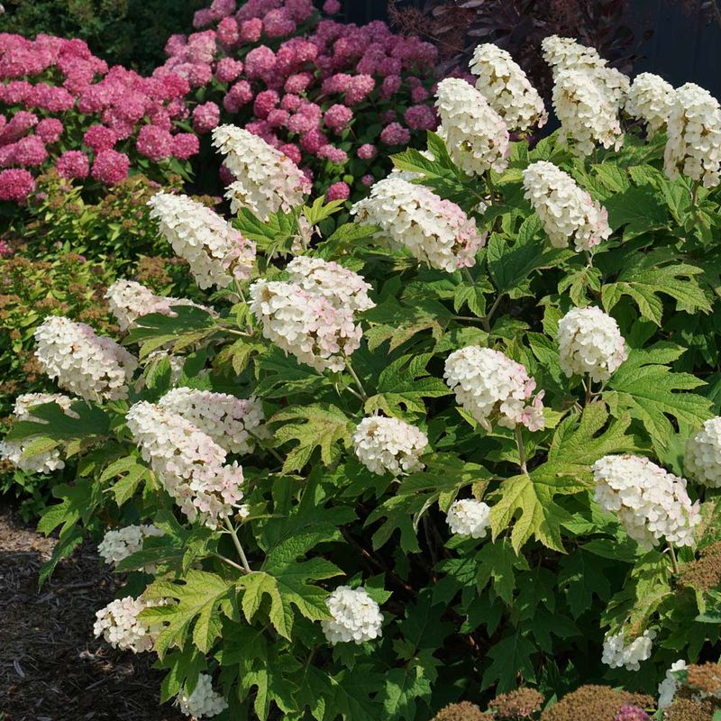 Oakleaf Hydrangea Makes Shaded Beds Feel Cooler Oakleaf Hydrangea Makes Shaded Beds Feel Cooler