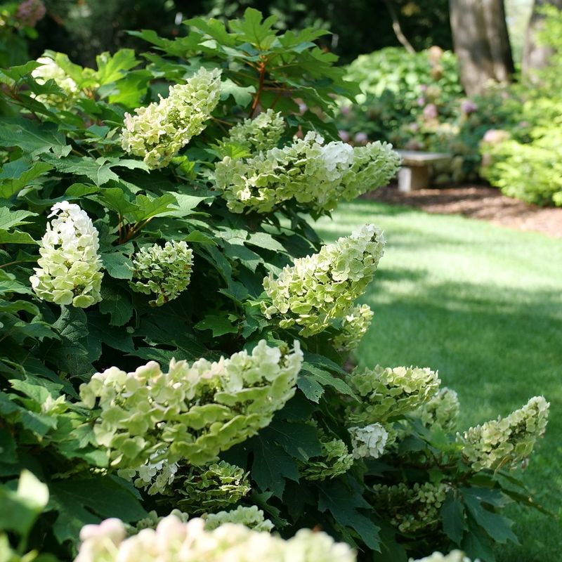 Oakleaf Hydrangea Softens Shaded Entries With Seasonal Drama