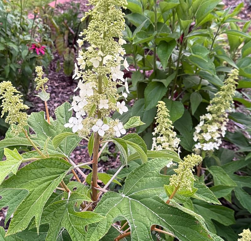 Oakleaf Hydrangeas Have Shallow Roots Oakleaf Hydrangeas Have Shallow Roots