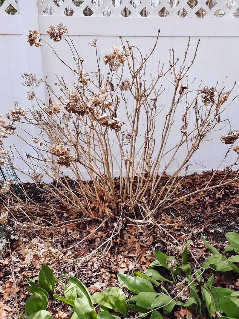 Oakleaf Hydrangeas Lose Next Year's Flower Buds