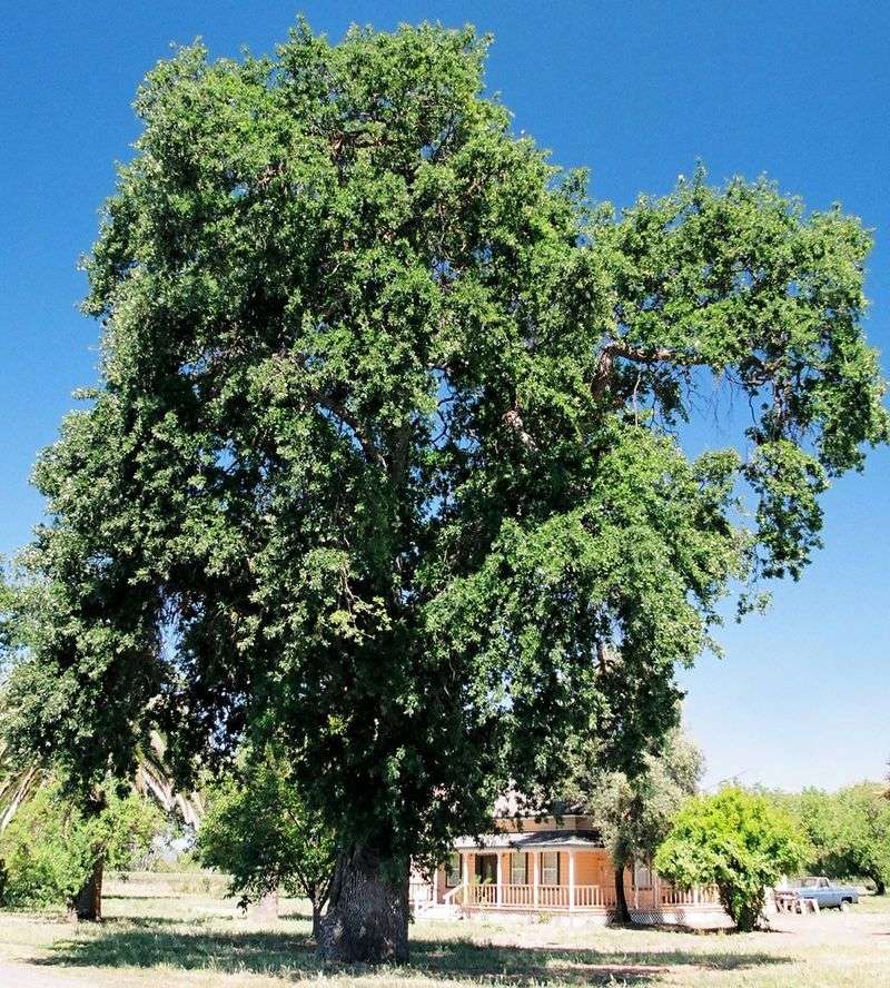 Oaks