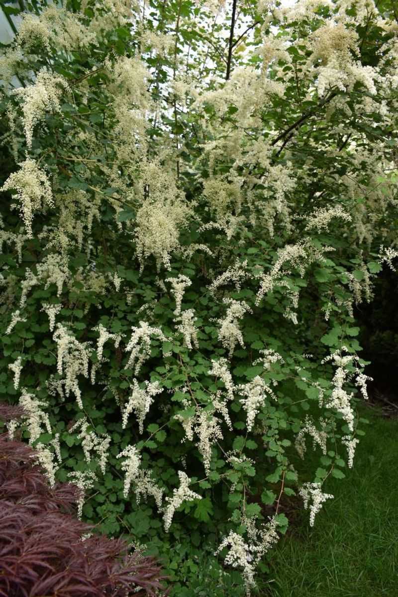 Oceanspray Creates A Loose Native Screen Oceanspray Creates A Loose Native Screen