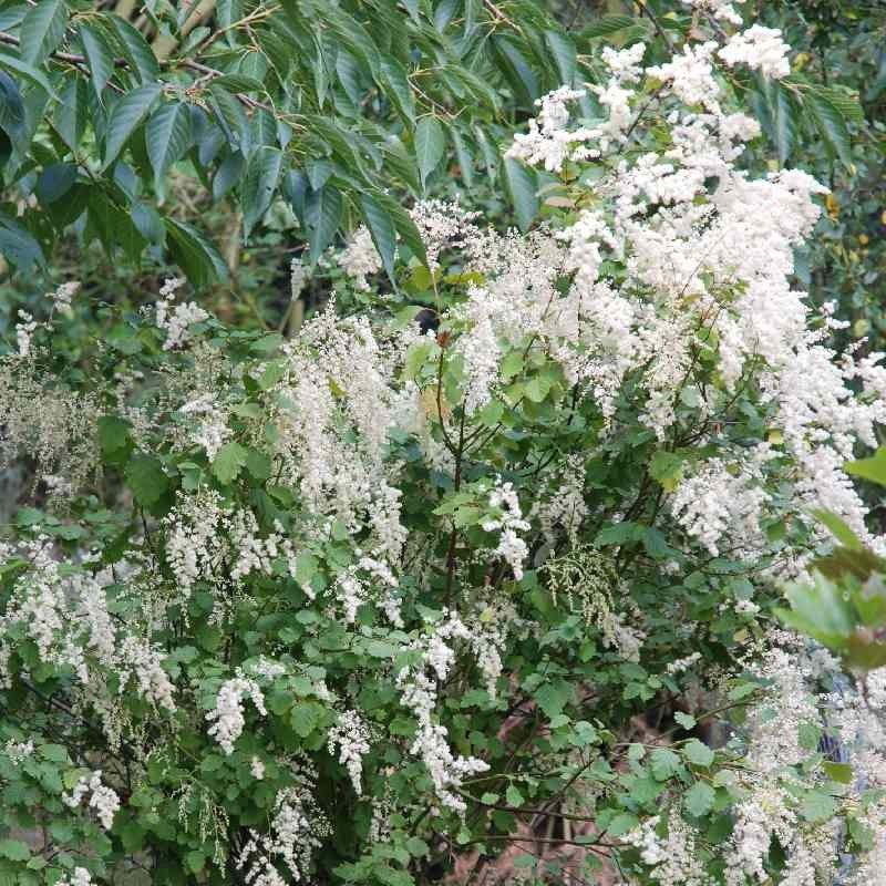Oceanspray Creates A Soft Flowering Screen Oceanspray Creates A Soft Flowering Screen