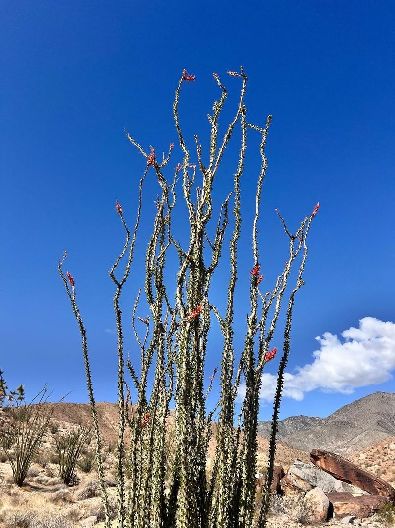 Ocotillo Stands Out With Its Unique Desert Form Ocotillo Stands Out With Its Unique Desert Form