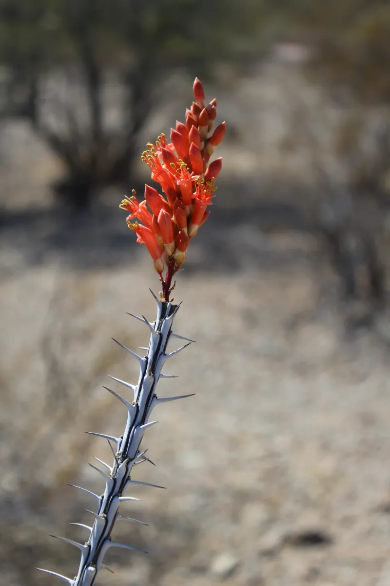 Ocotillo