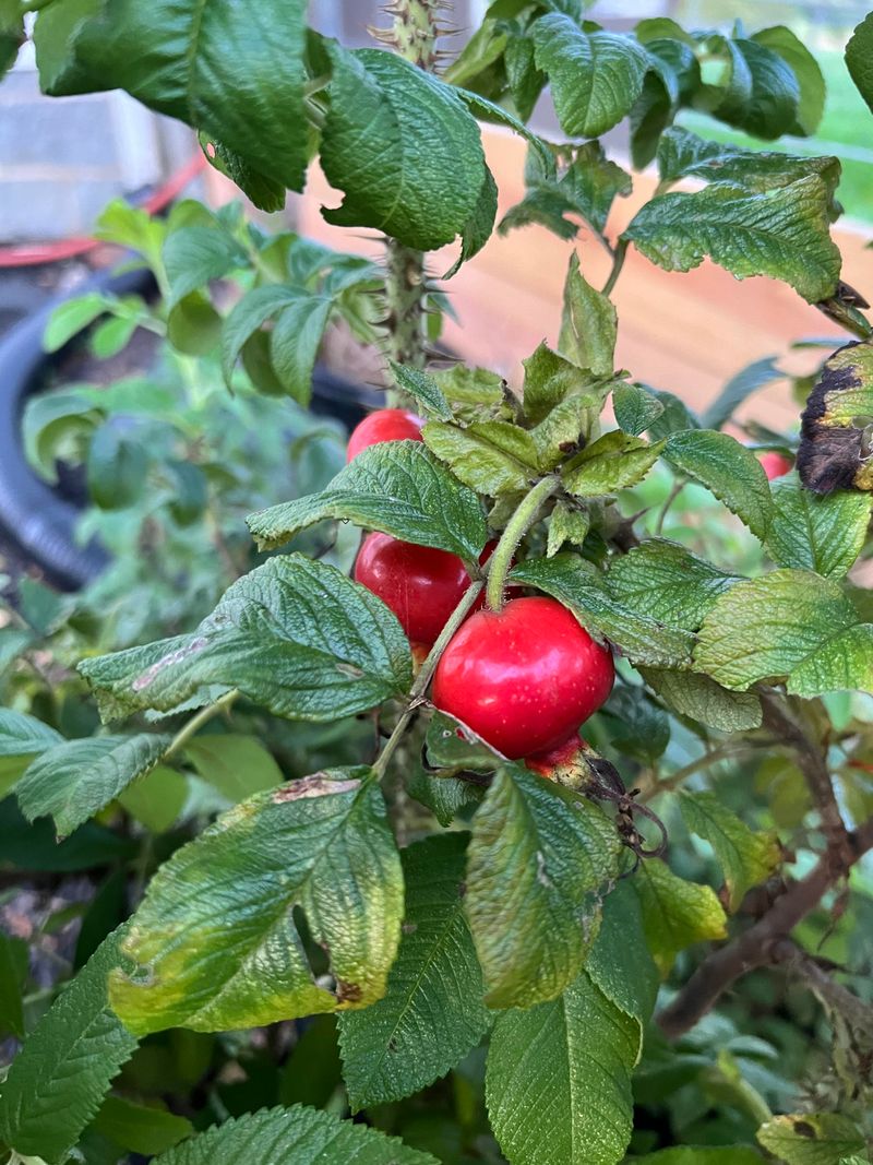 October Belongs To Late Elderberries And Rose Hips
